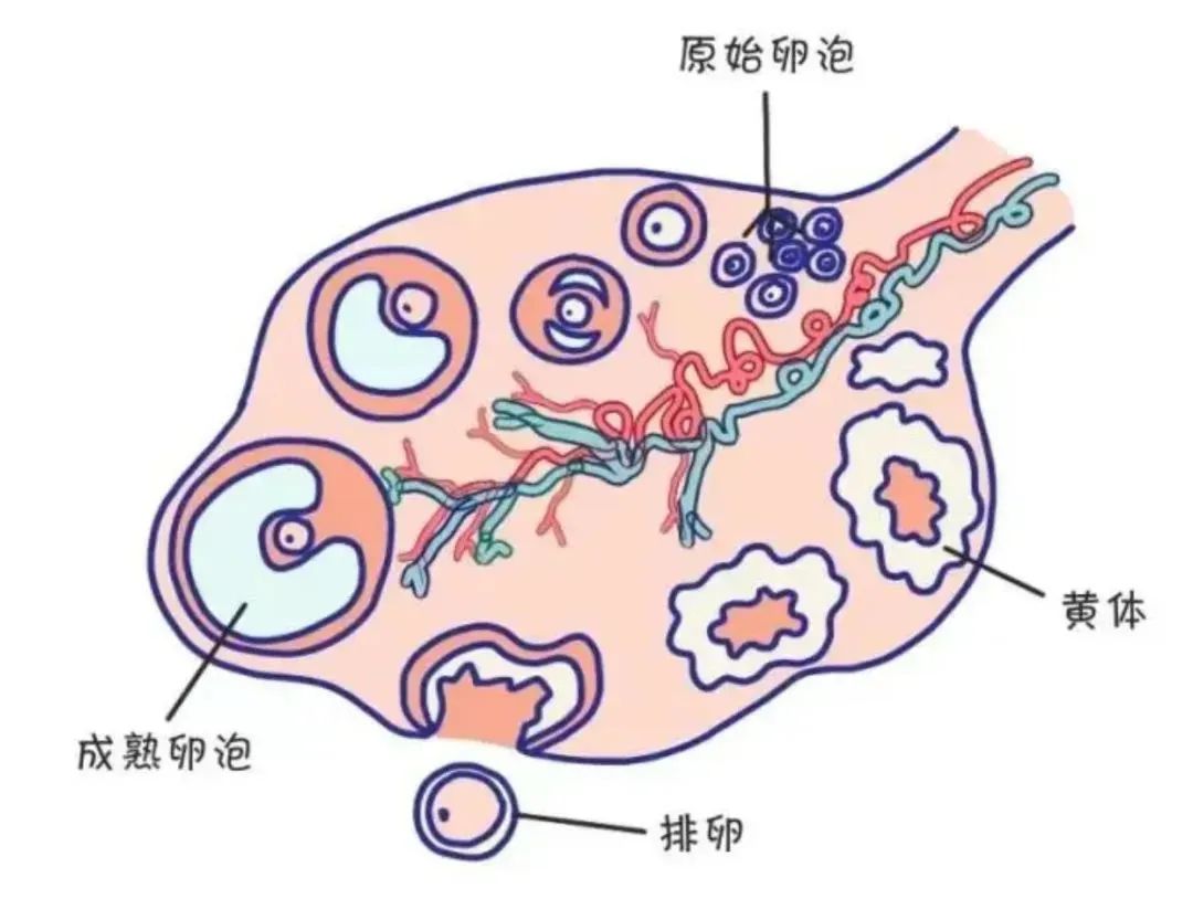 腹痛运动后就减轻_腹痛运动后右下腹痛_运动后腹痛
